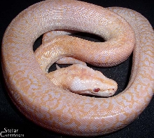 Albino Granite Burmese