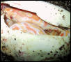 Het Granite Albino Burmese