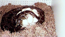 Burmese Laying Eggs