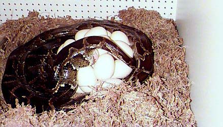 Burmese Laying Eggs