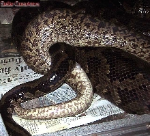 Granite Burmese Copulation