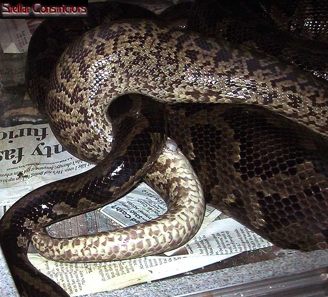 Granite Burmese Copulation