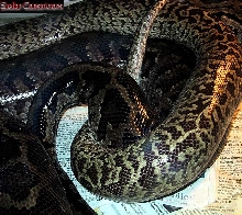 Grantie Burmese Copulation
