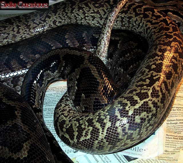 Grantie Burmese Copulation