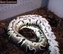 Gravid Ball Python bred by a het axanthic male.