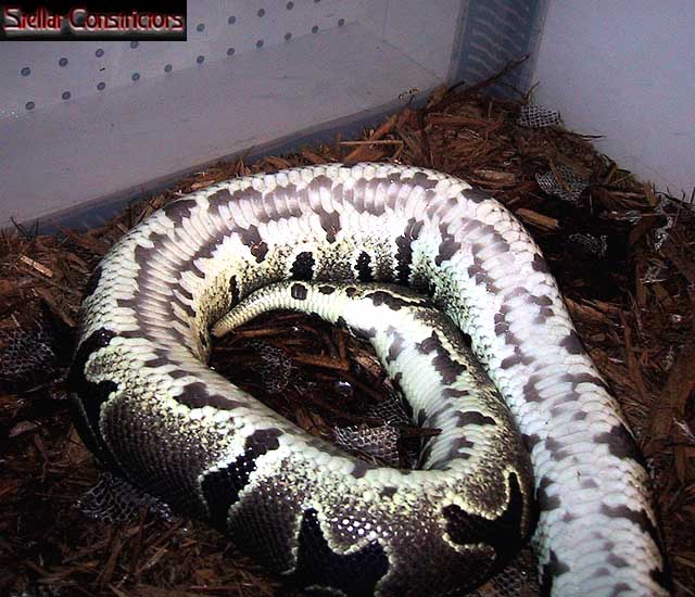 Gravid Ball Python bred by a het axanthic male.