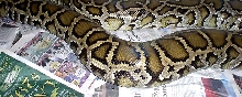 Het Granite Ovulating