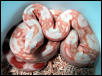 Sharp Strain Albino