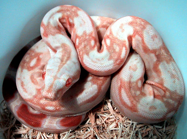 Sharp Strain Albino