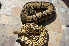 06Sulfur Pastel 1