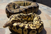 06SulfurPastel