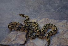 07 Odd female from YB clutch
