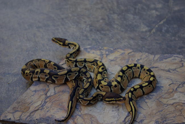 07 Odd female from YB clutch
