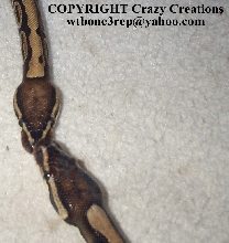 ball pythons making out (LOL)