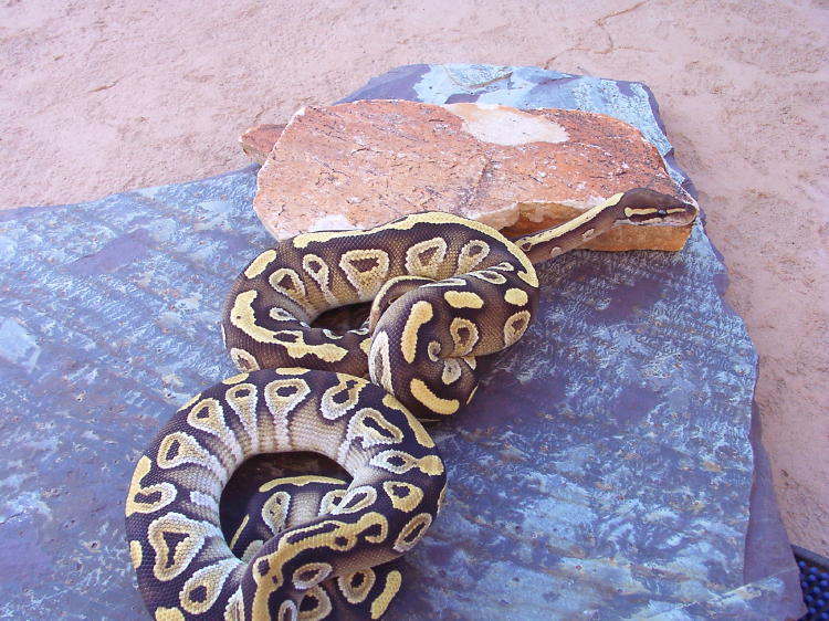 two mojaves