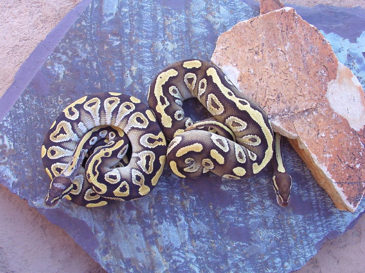 2mojos