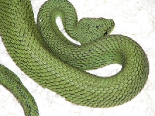 Atheris nitschei patternless