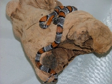 Gray Banded Female
