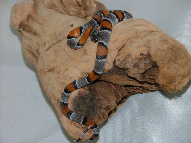 Gray Banded Female
