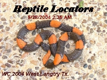 Gravid Female Gray Banded