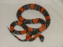 Male Gray Banded