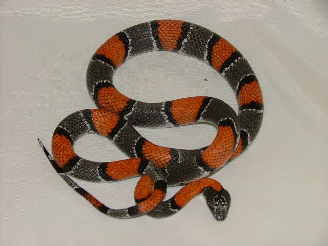 Male Gray Banded