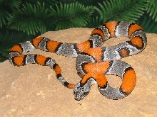 Comstock Gray banded King