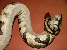 new import pic3 clear belly