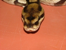 pic 2 new import