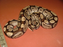 burgundy import