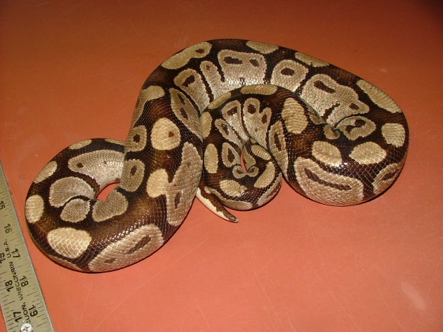 burgundy import