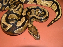 yellowbelly