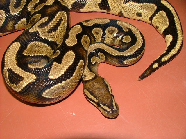 yellowbelly