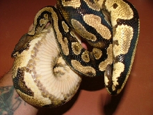 yellowbelly