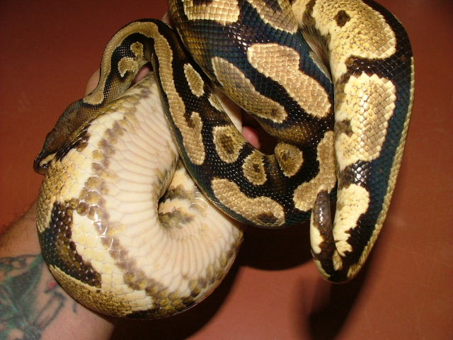 yellowbelly