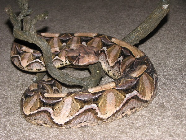 East African Gaboon Female