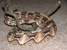 East African Gaboon Female