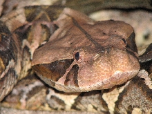 East African Gaboon Female