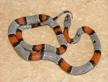 Comstock Gray banded in town