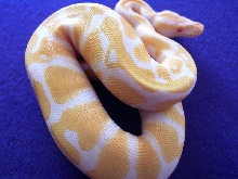 AlbinoBall1