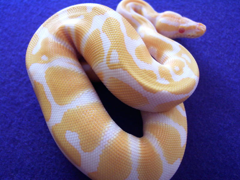 AlbinoBall1