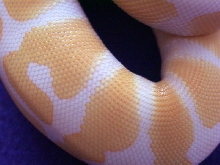 Albinomale3