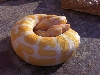AlbinoBall