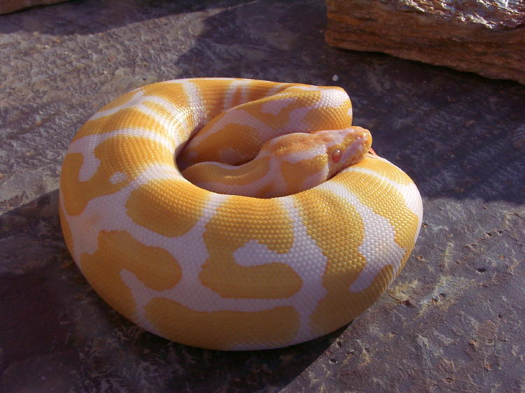AlbinoBall