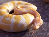 Albinostongue