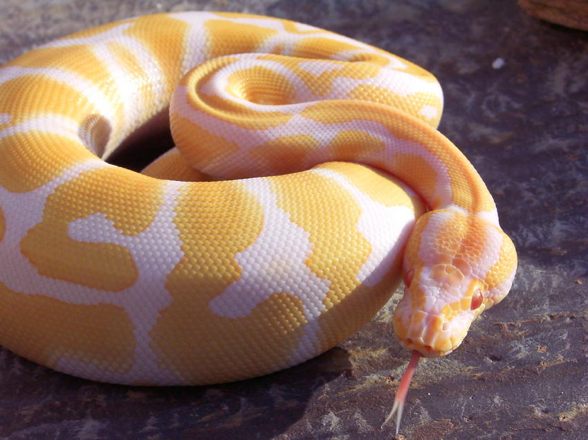 Albinostongue