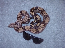 Arabesque Het Albino male