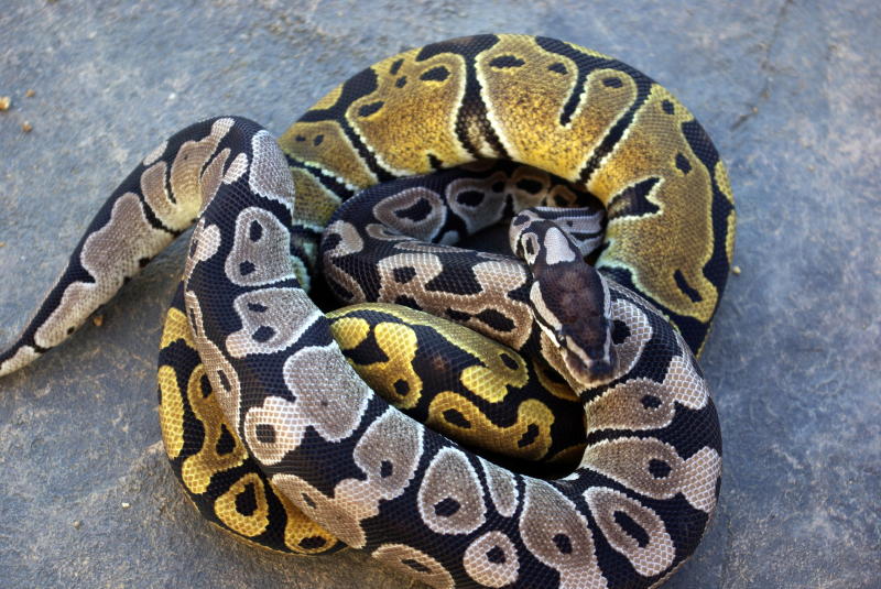 Axanthic&Het Hypo
