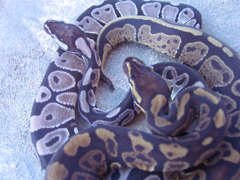 Axanthic06