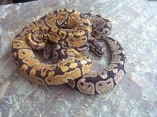 Axanthic1